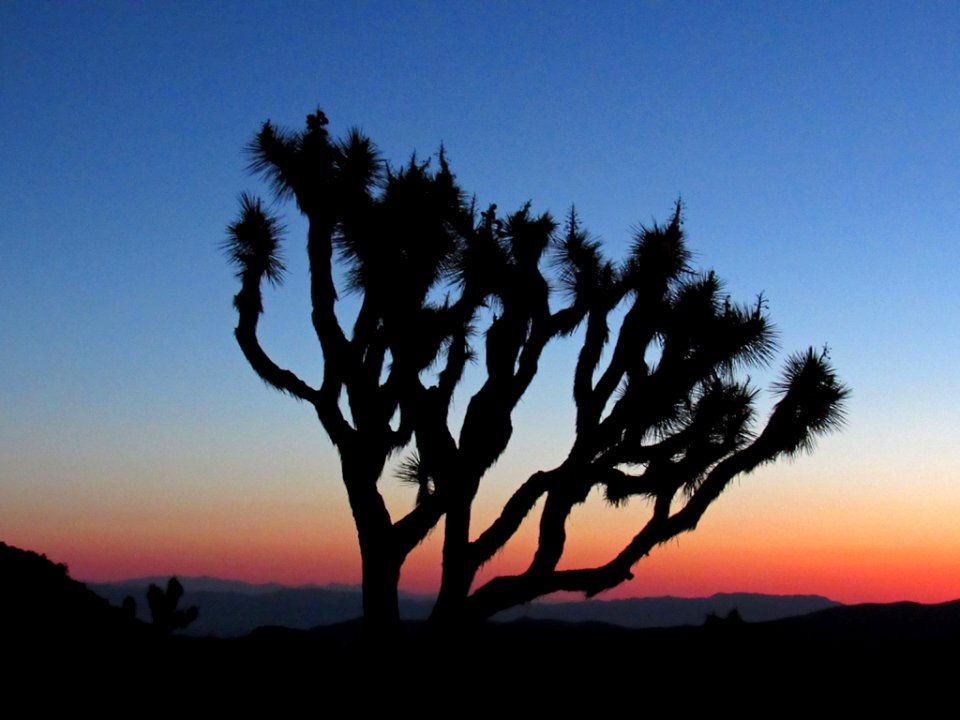 Sunset at Joshua Tree NP in California