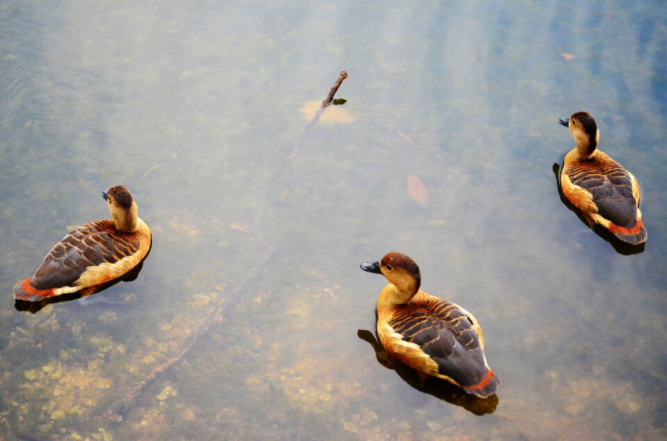 Bird water outdoor