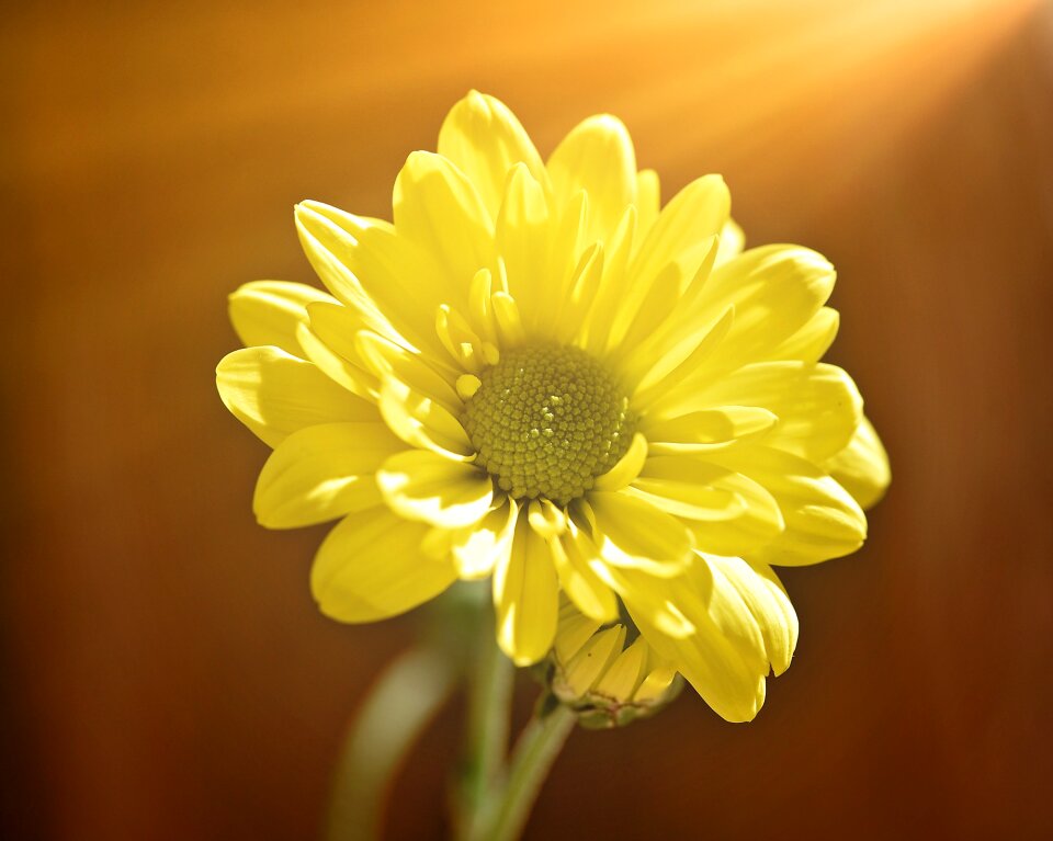 Yellow blossom bloom
