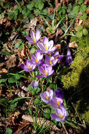 Nature prato spring