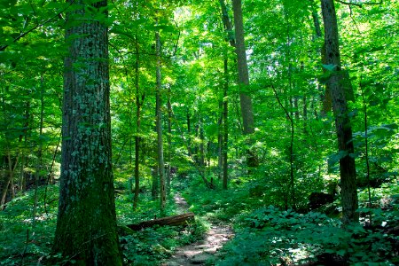 Trail near Thurmont Vista