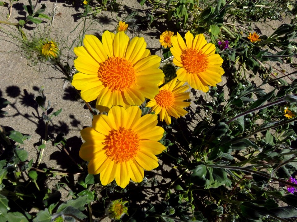 Wildflowers at Anza-Borrego Desert SP in CA photo