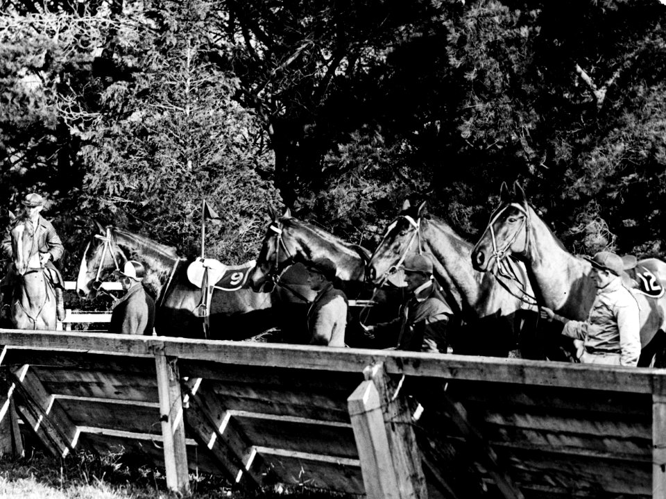 128; Horses which contested the Wellington Steeplechase - 1936