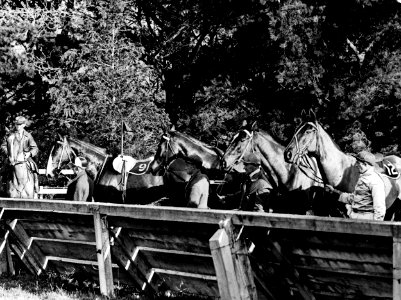 128; Horses which contested the Wellington Steeplechase - 1936