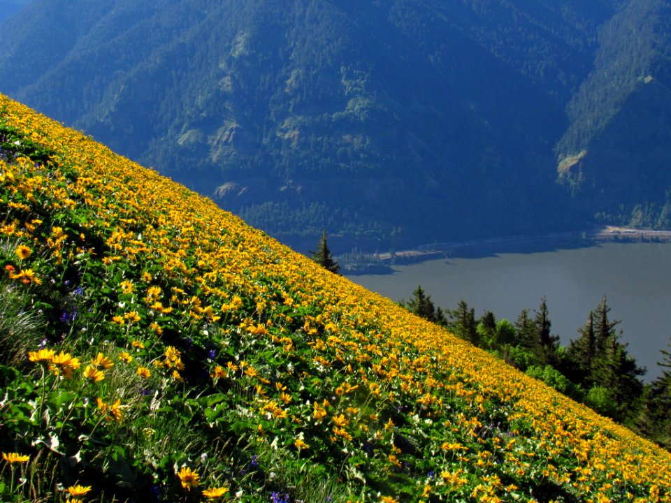 Wildflowers on Dog Mountain Trail in WA