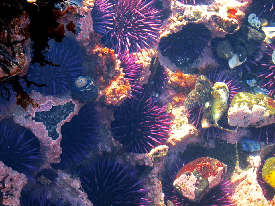 Sea Urchin at Yaquina Head in Newport, OR
