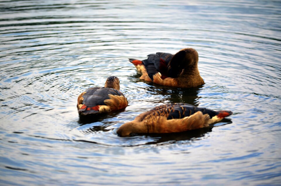 Animal feather water photo