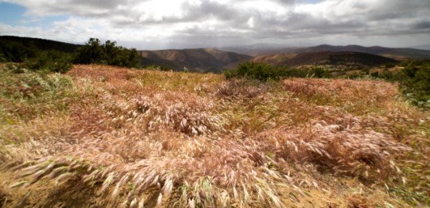 Wind in the Grass by Irene Reti