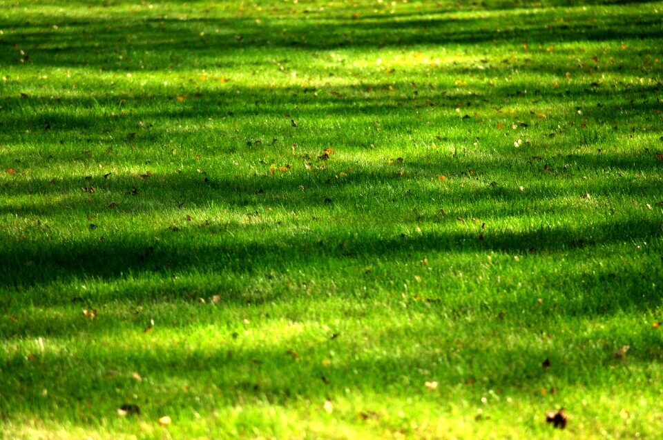 Summer green meadow grass