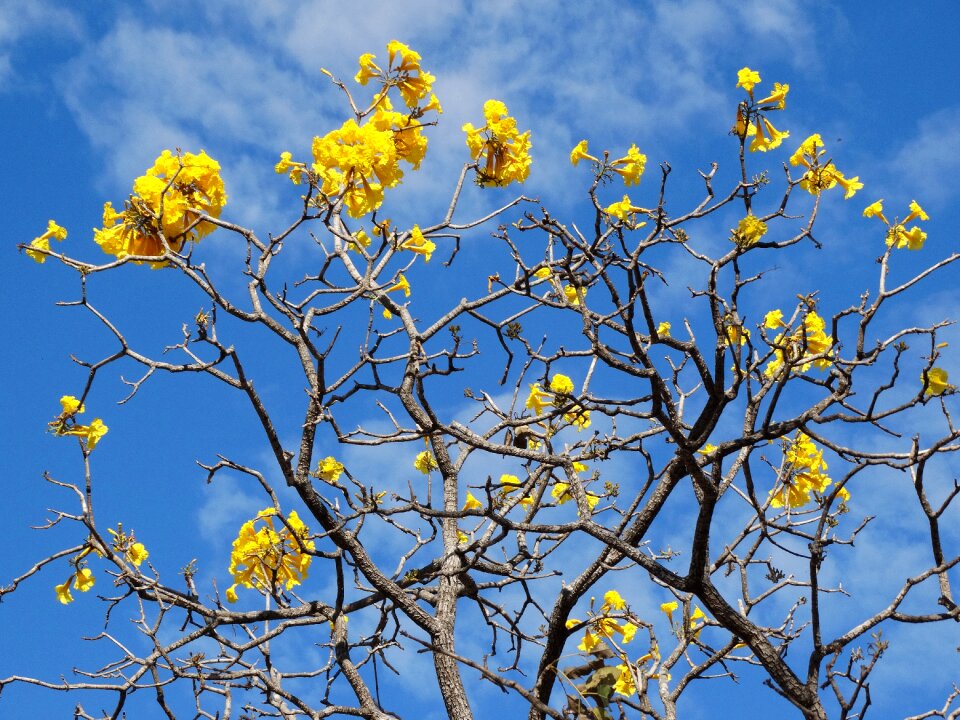 Flowers yellow cerrado