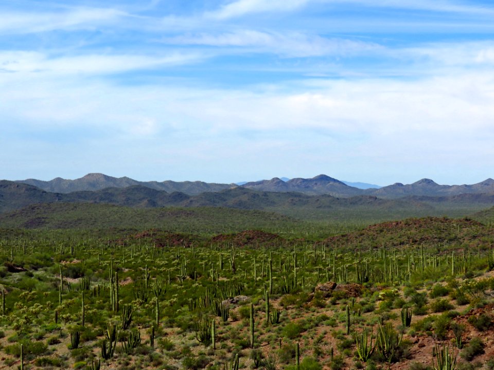 Organ Pipe Cactus NM in AZ