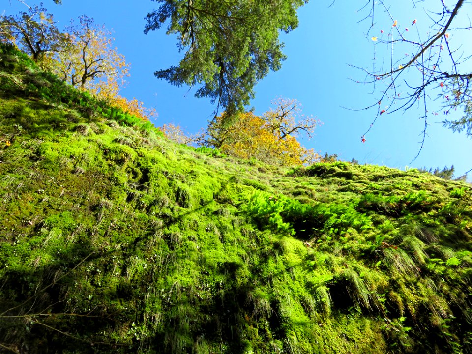 Eagle Creek Trail in Oregon