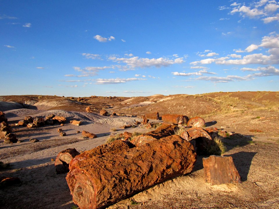 Crystal Forest at Petrified Forest NP in Arizona