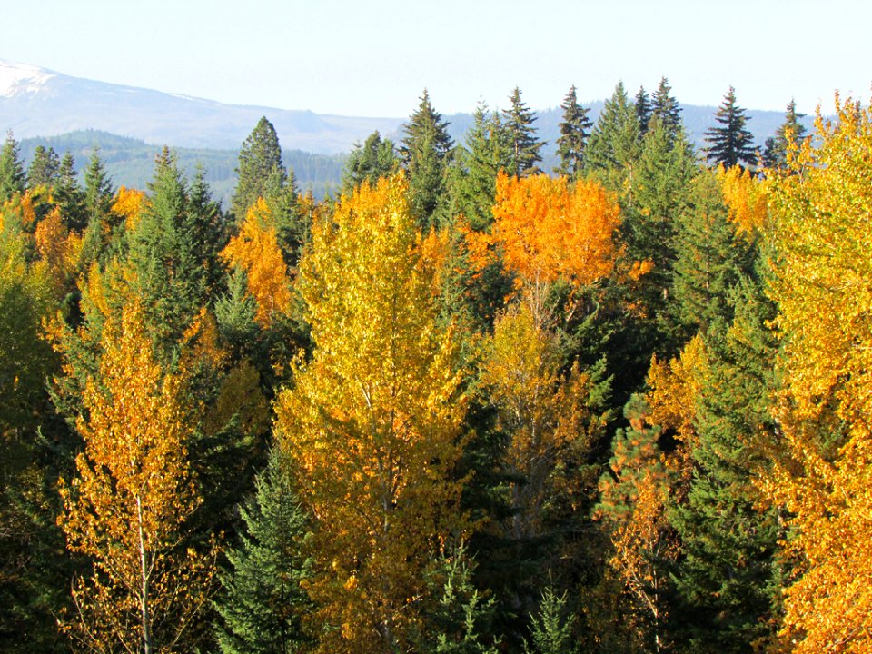 Autumn Trees in Oregon photo