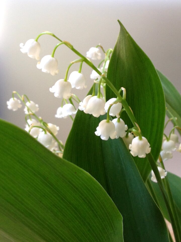 May 1 bell perfume
