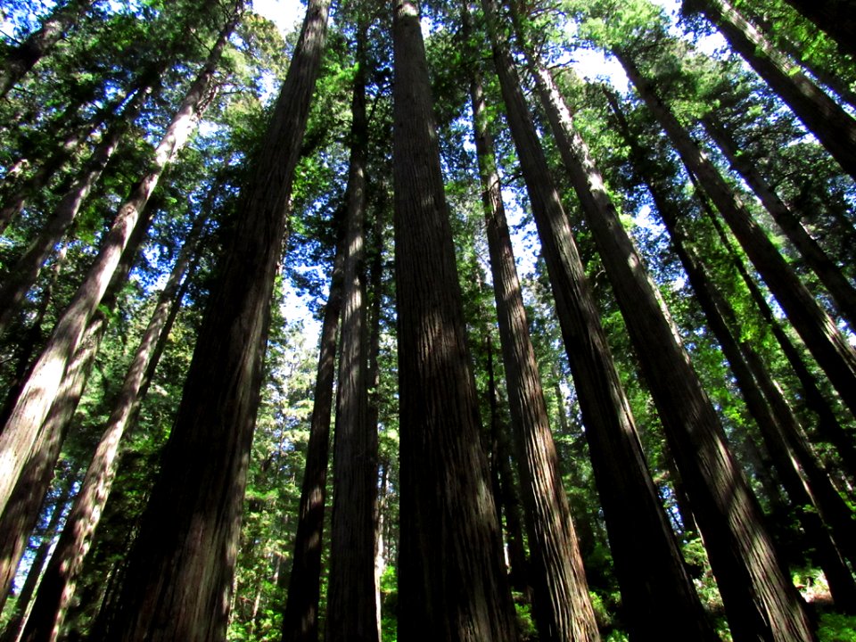 Jedediah Smith Redwoods SP in California