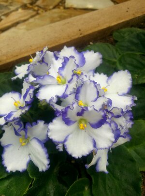 White flowers white petals small flowers