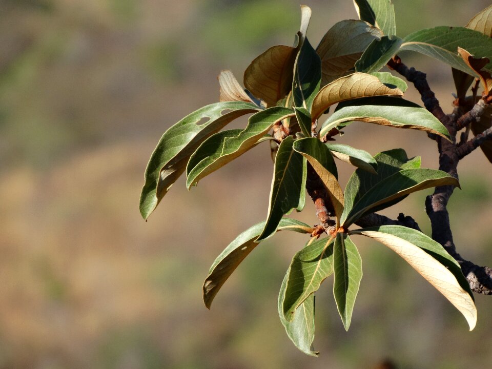 Foliage murici nature