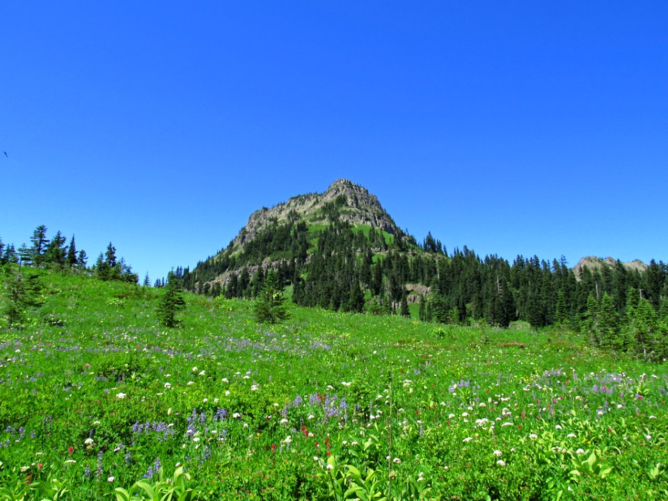 Tipsoo Lake Wildflowers at Mt. Rainier NP in WA