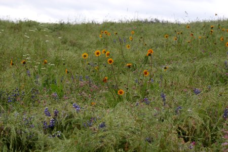 Cronan Ranch