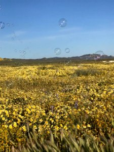 Bubbles in Carrizo by Jonathan Sidy