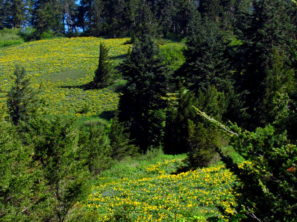 Wildflowers on Dog Mountain Trail in WA
