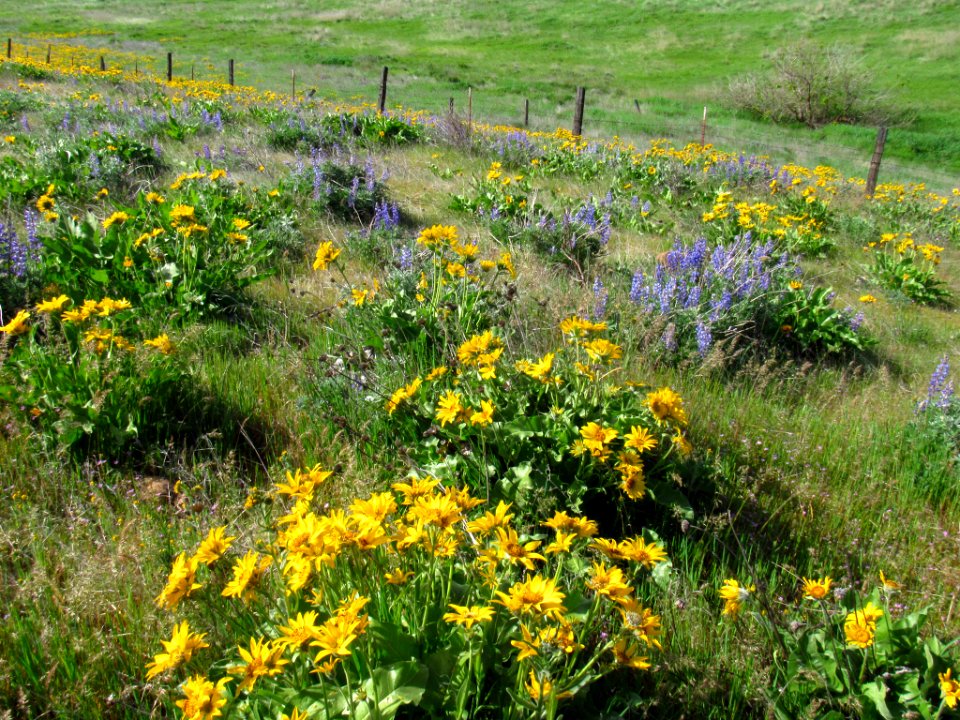 Wildflowers at Dalles Mt. Ranch in WA