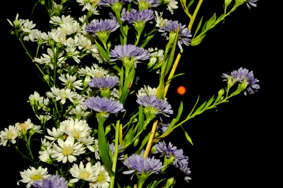 Flora vegetation flowers