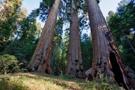 Case Mountain Giant Sequoias photo