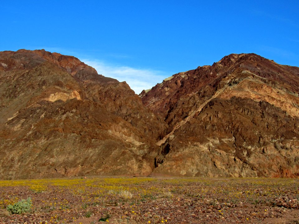 Wildflower Super Bloom at Death Valley NP in CA
