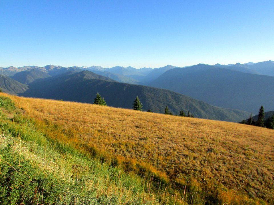 Hurricane Ridge at Olympic NP in WA