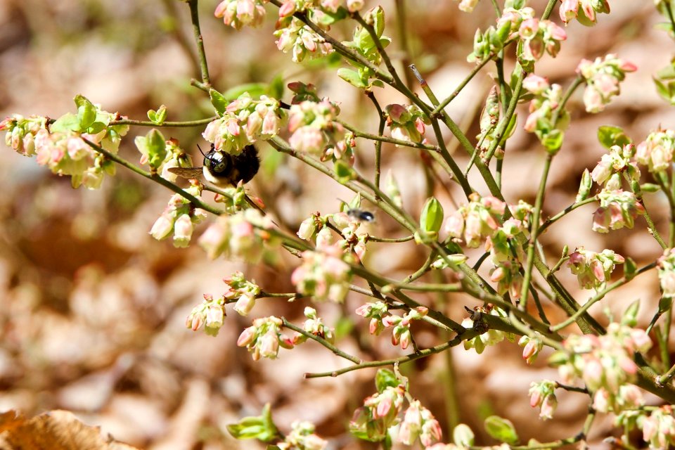 Busy Bees