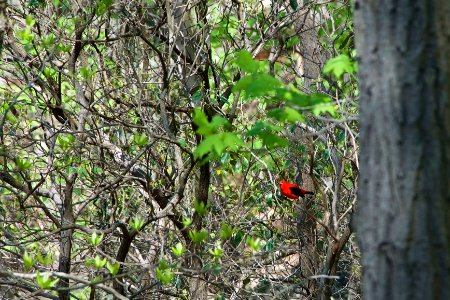 scarlet tanager (Piranga olivacea)