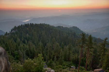 Case Mountain Giant Sequoias
