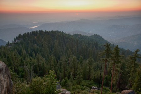 Case Mountain Giant Sequoias photo