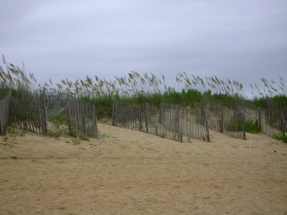 Outer Banks Sea Oats