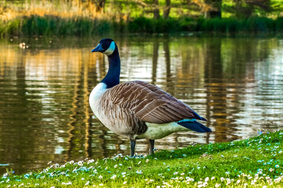 Goose nature water