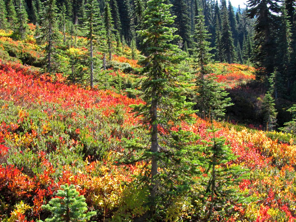 Autumn at Skyline Trail at Mt. Rainier NP in WA