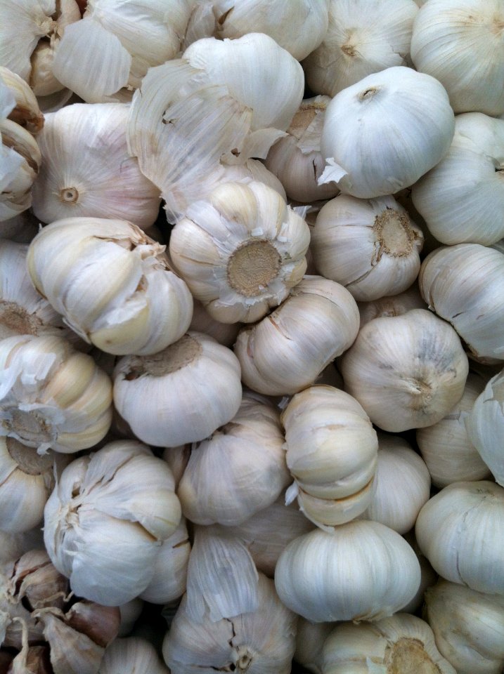 Garlic