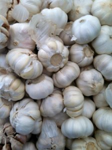 Garlic