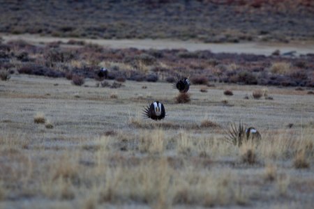 Bodie Hills