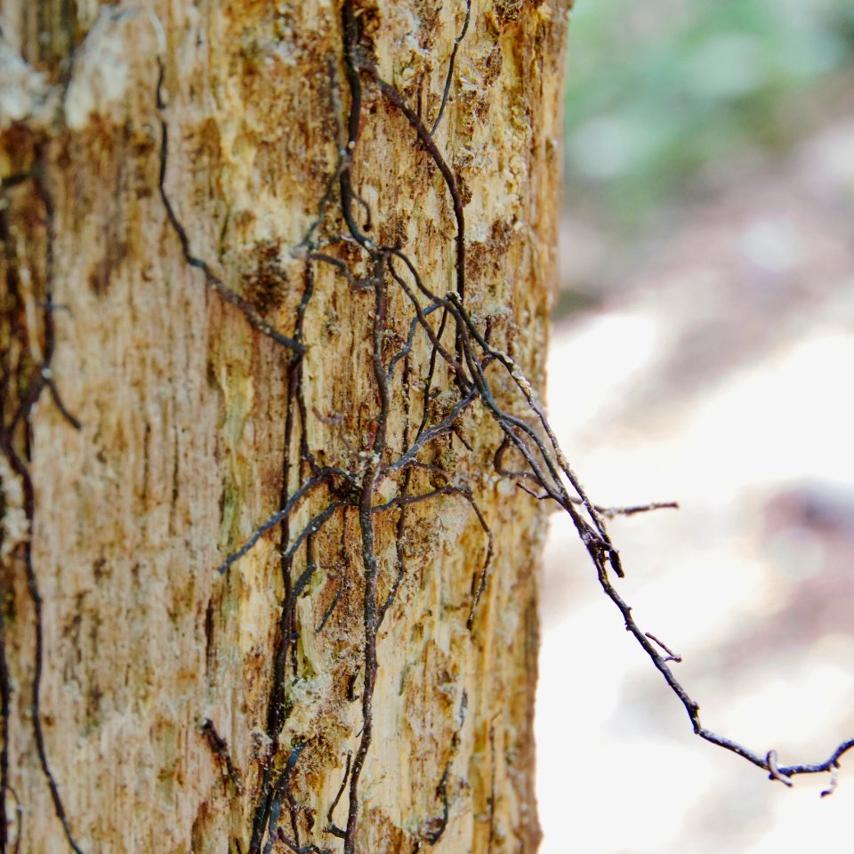 Fungal Threads