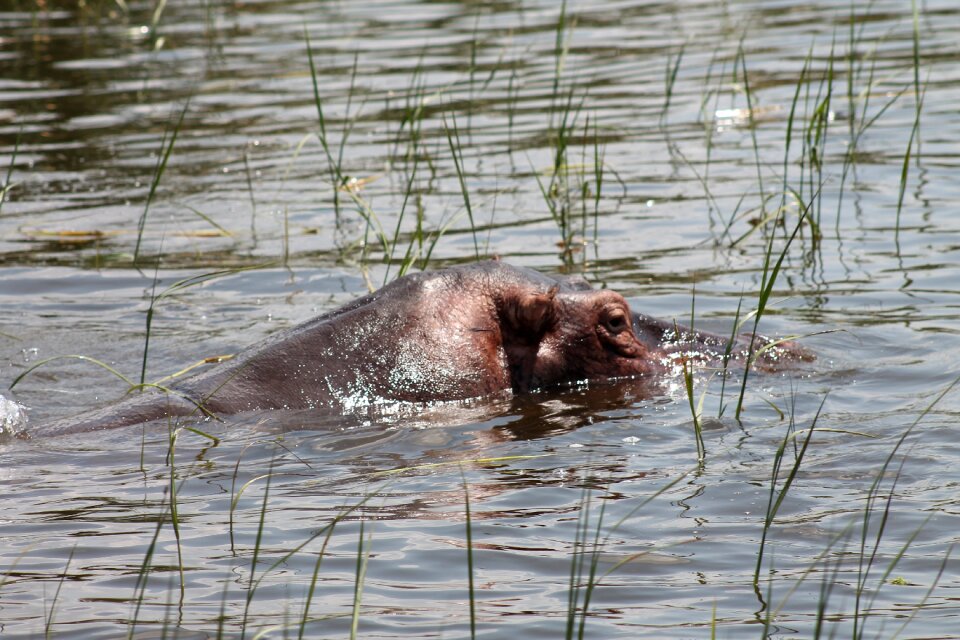 Ethiopia hippopotamus nature