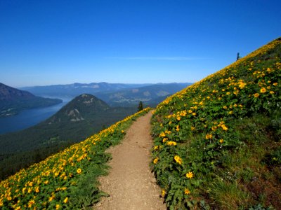 Wildflowers on Dog Mountain Trail in WA