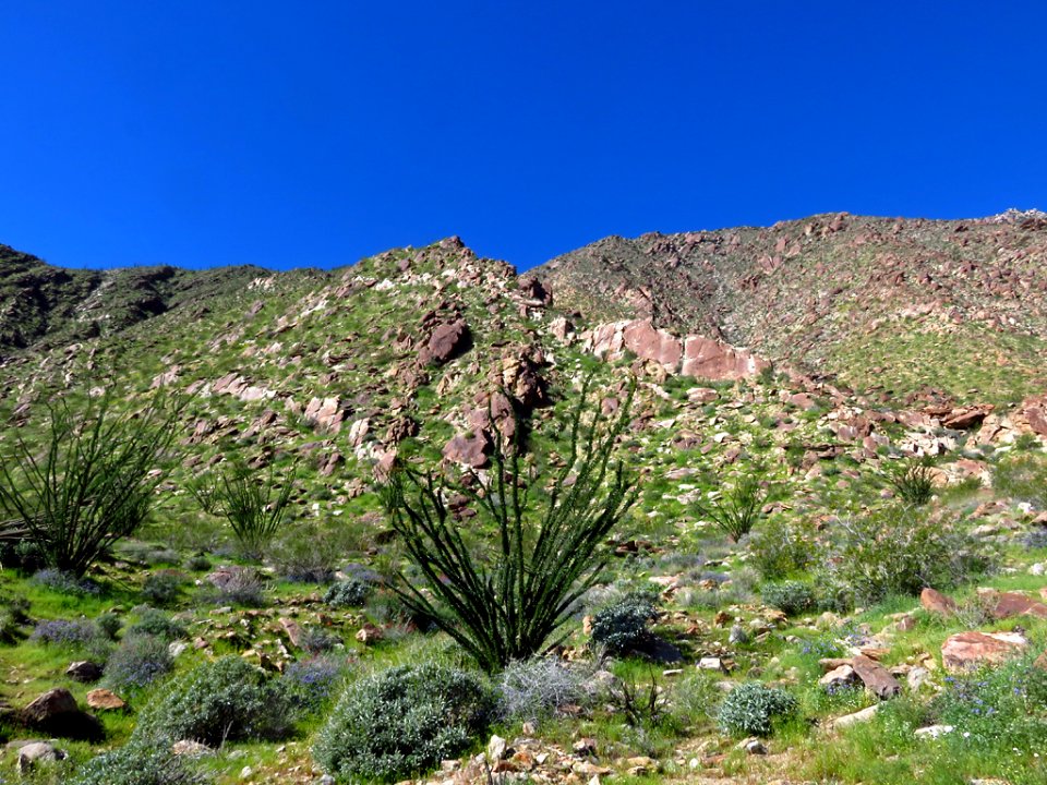 Anza-Borrego Desert SP in CA photo