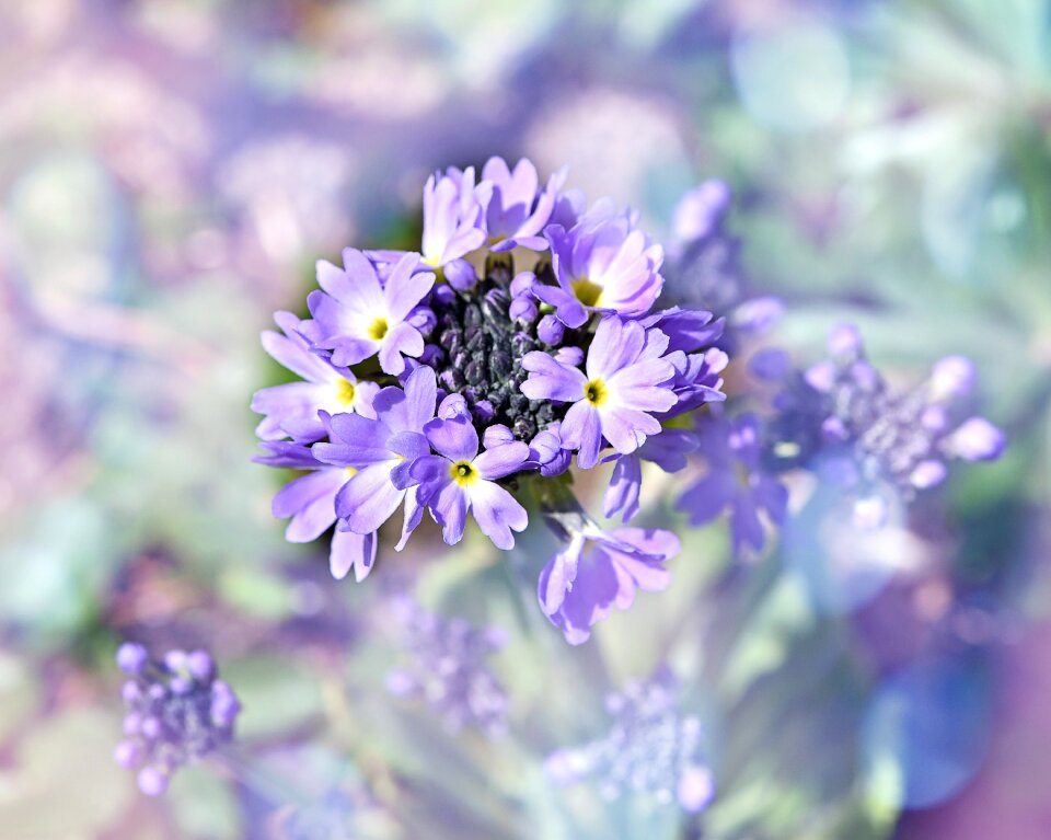Plant spring flower early bloomer