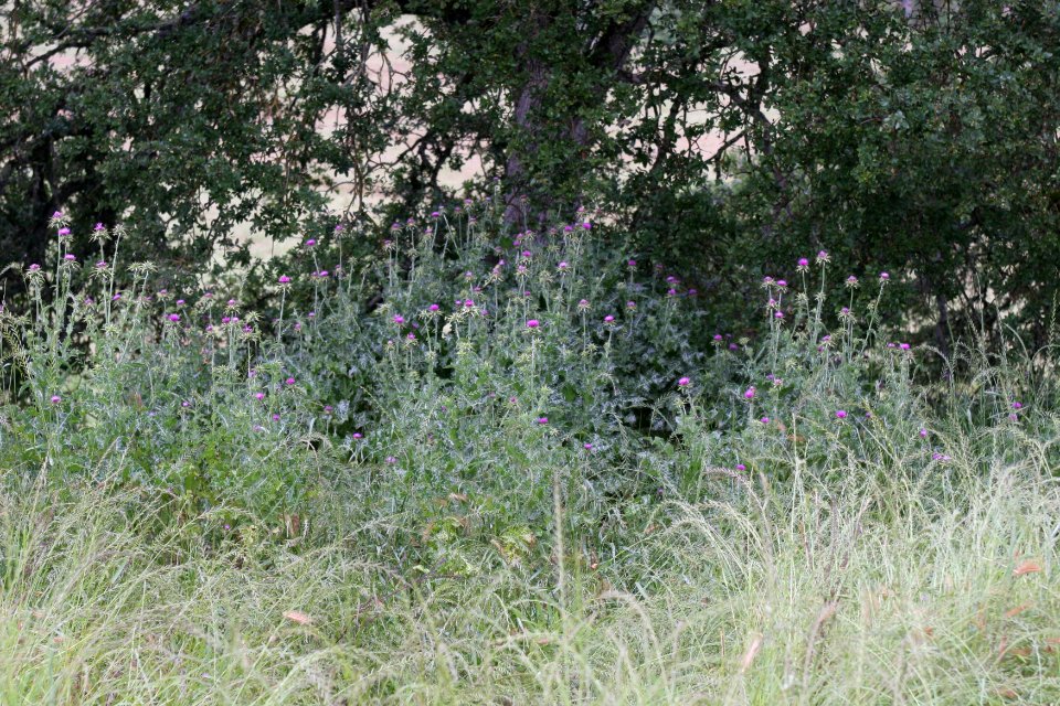 Cronan Ranch