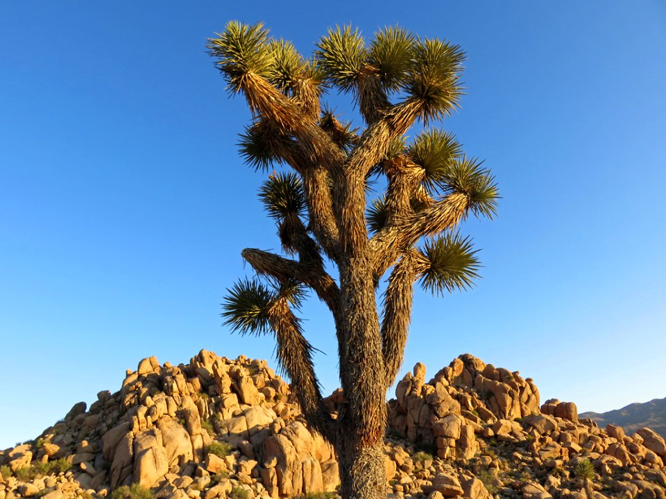 Joshua Tree NP in CA