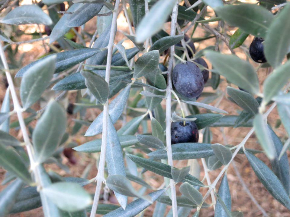 Olives in the wild.