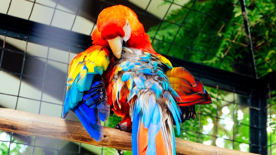 Animal feather wildlife